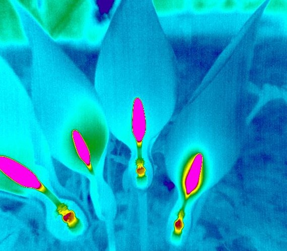 PYROVIEW����xʹ�a���^��׃�ÿ�Ҋ